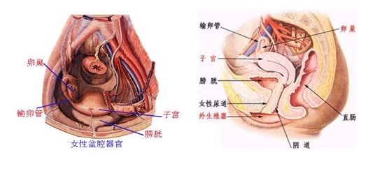 产科专家